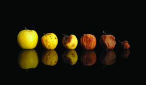 משהו רקוב בערימת הקומפוסט