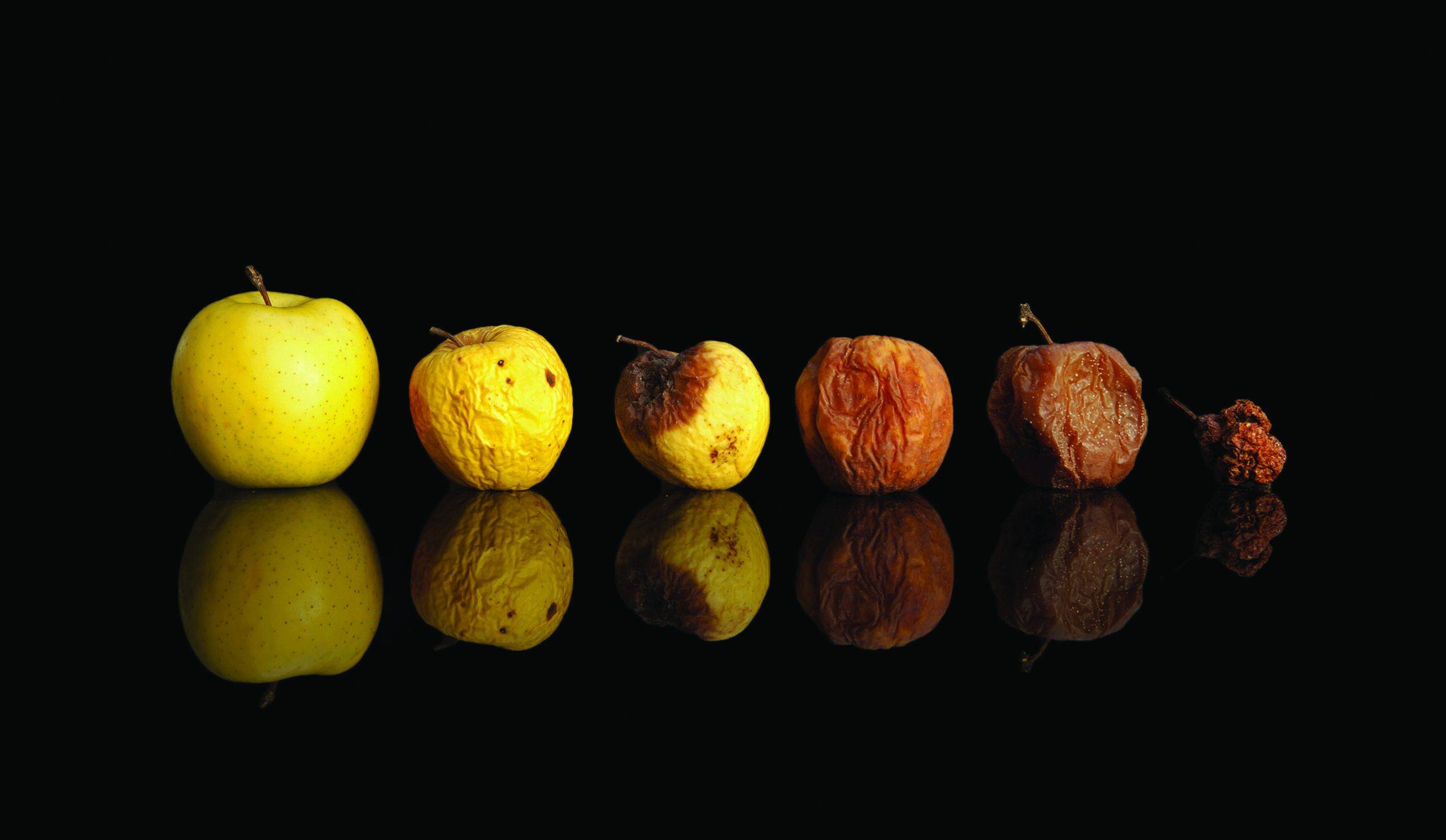 משהו רקוב בערימת הקומפוסט