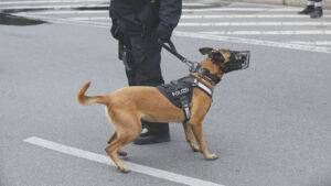 בעד פטמת הזכוכית