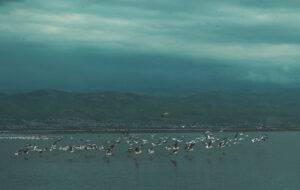 ישמחו השקנאים