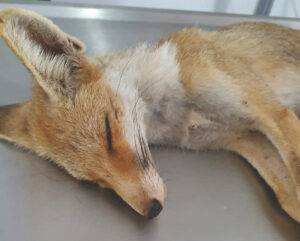 השועללה שאילפה אותי