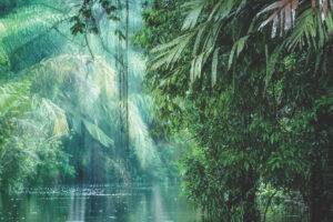 חוקי הג'ונגל