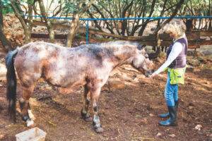 מסע מחוף לקוף
