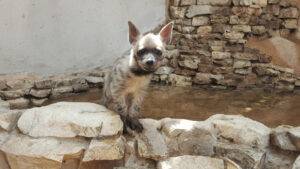 צוחק מי שצוחק אחרון