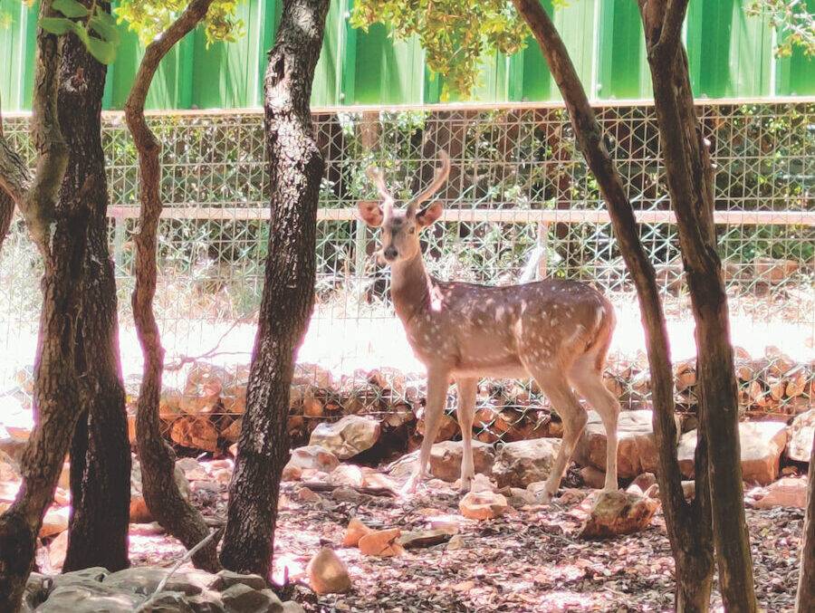 במבי ביער הקופים