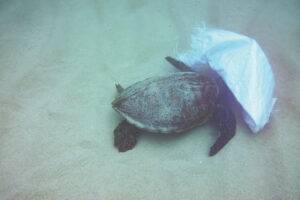 לי כל גל נושא פוליאתילן