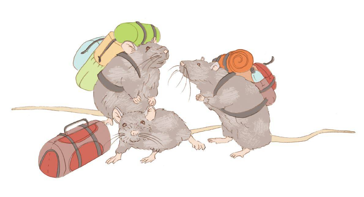 מלחמות טריטוריה