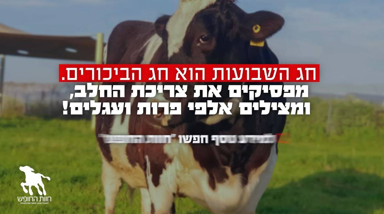 שתיקת הכבשים