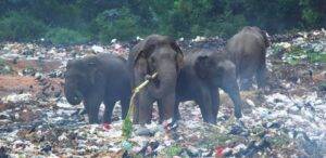 חוקי היער של מערכת העיכול