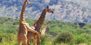 גילוי אריות, אהבה כדרך הטבע