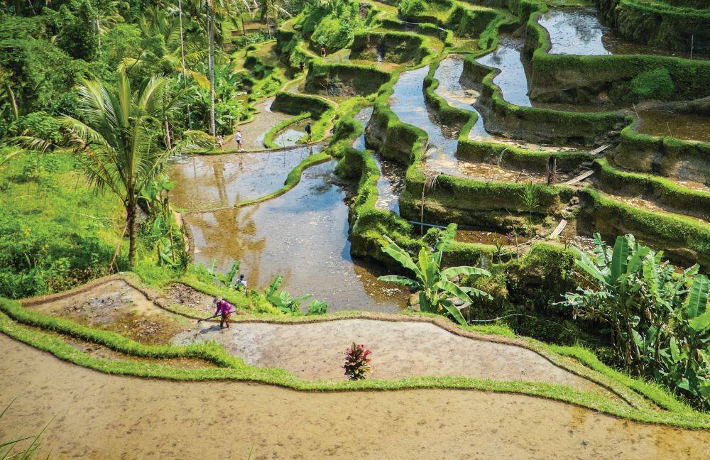 מי ששולט במזון שולט באנשים