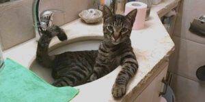 לו הייתי חתול