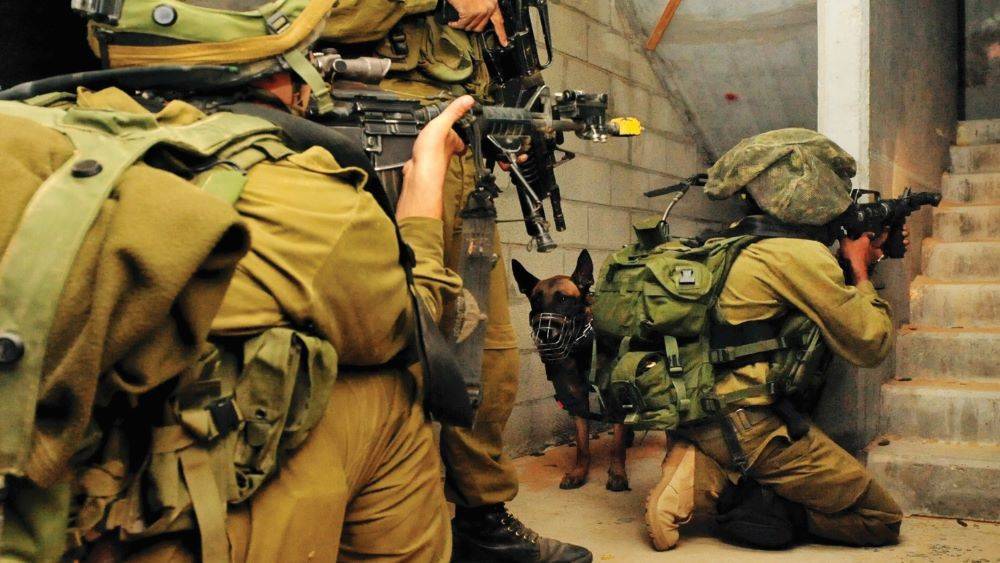 כלב מיחידת עוקץ בפעולה