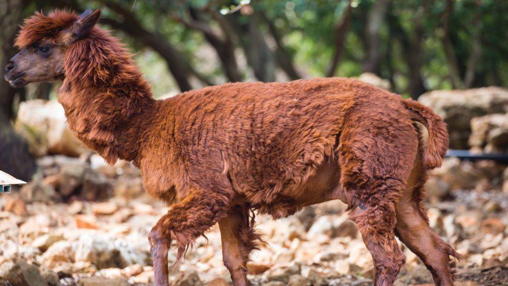 דרך האושר של זלמן שושי