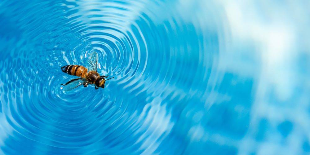 דבורה של ראש השנה