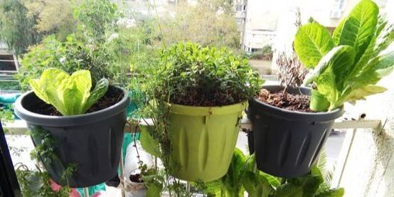 גידולים אורגנים