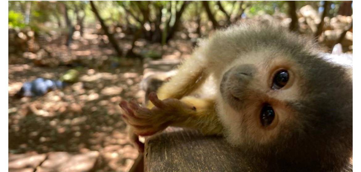 האנטומיה של גריי