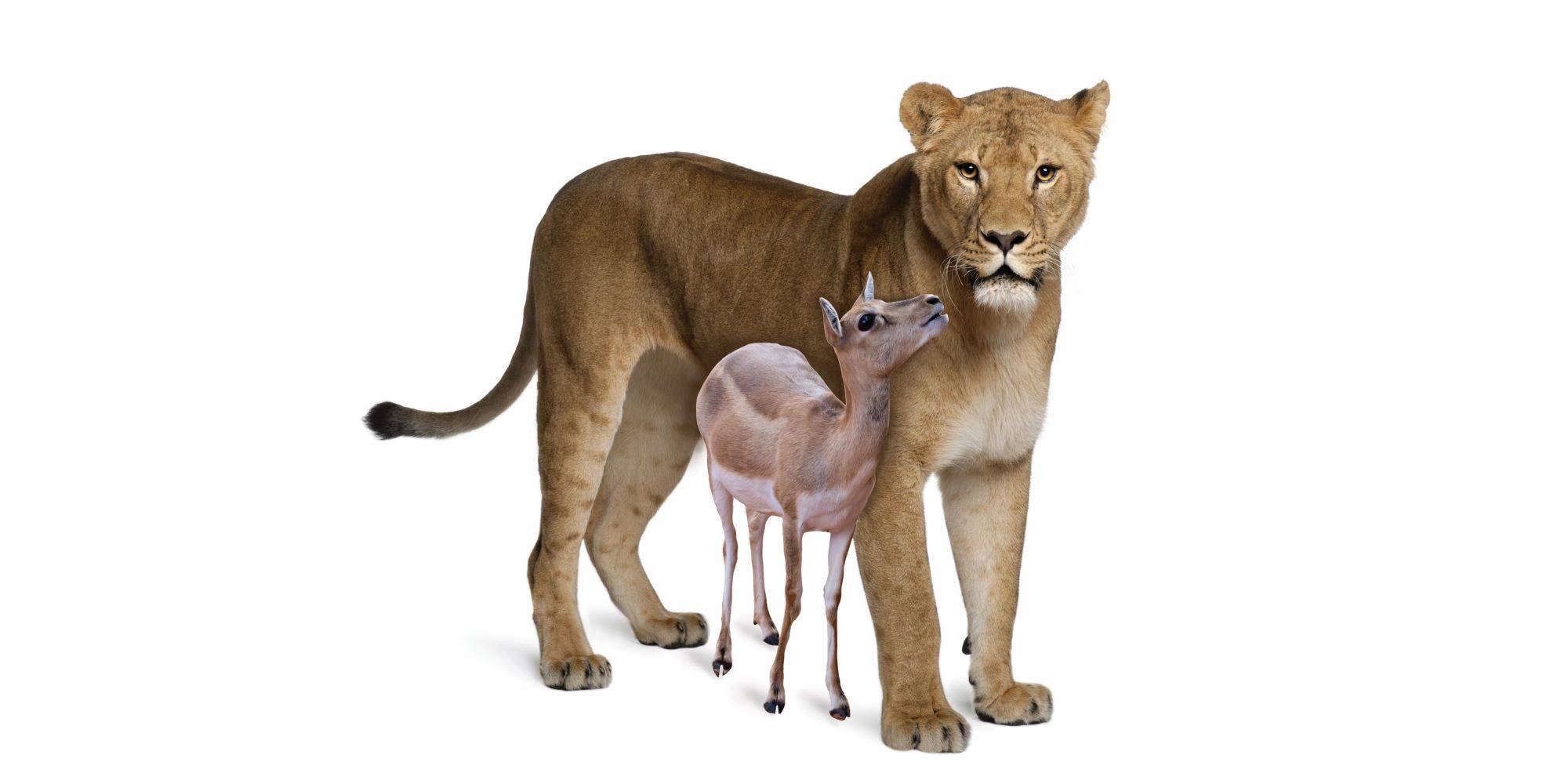 הלביאה שאימצה את האומצה שלה