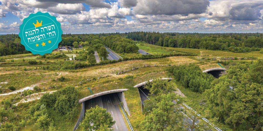 חוקי הג'ונגל החדשים