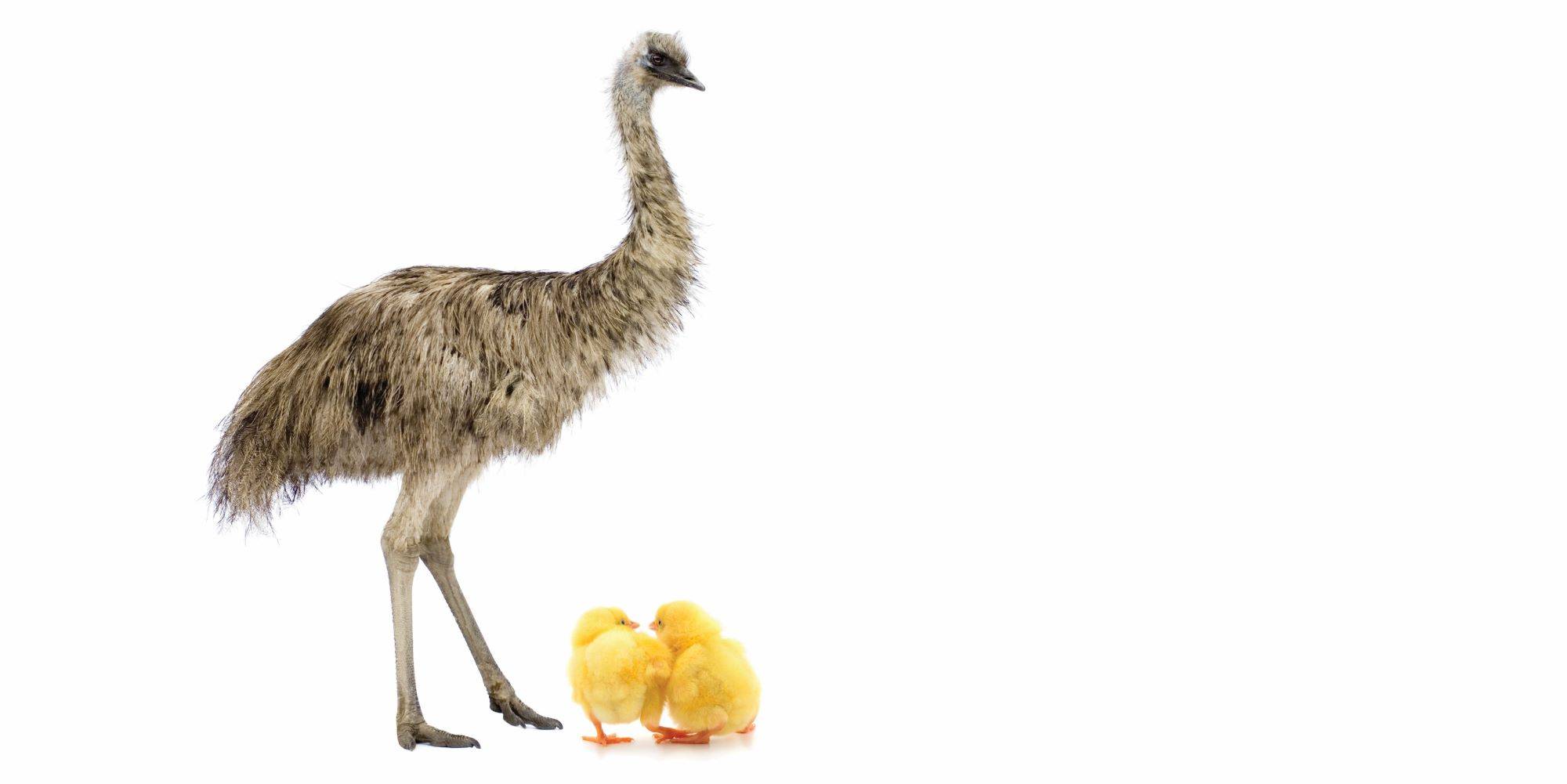 חיפשו אמא, מצאו אמו