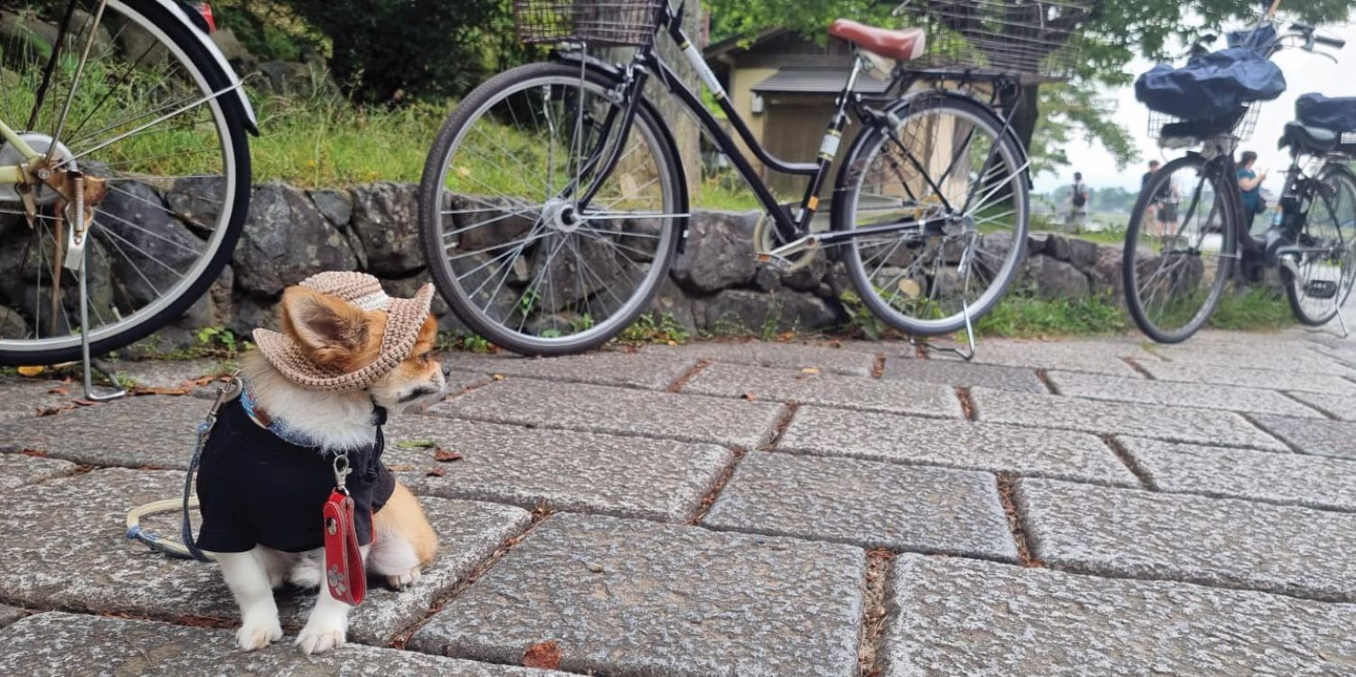 יפן על קצה הצ'ופסטיק