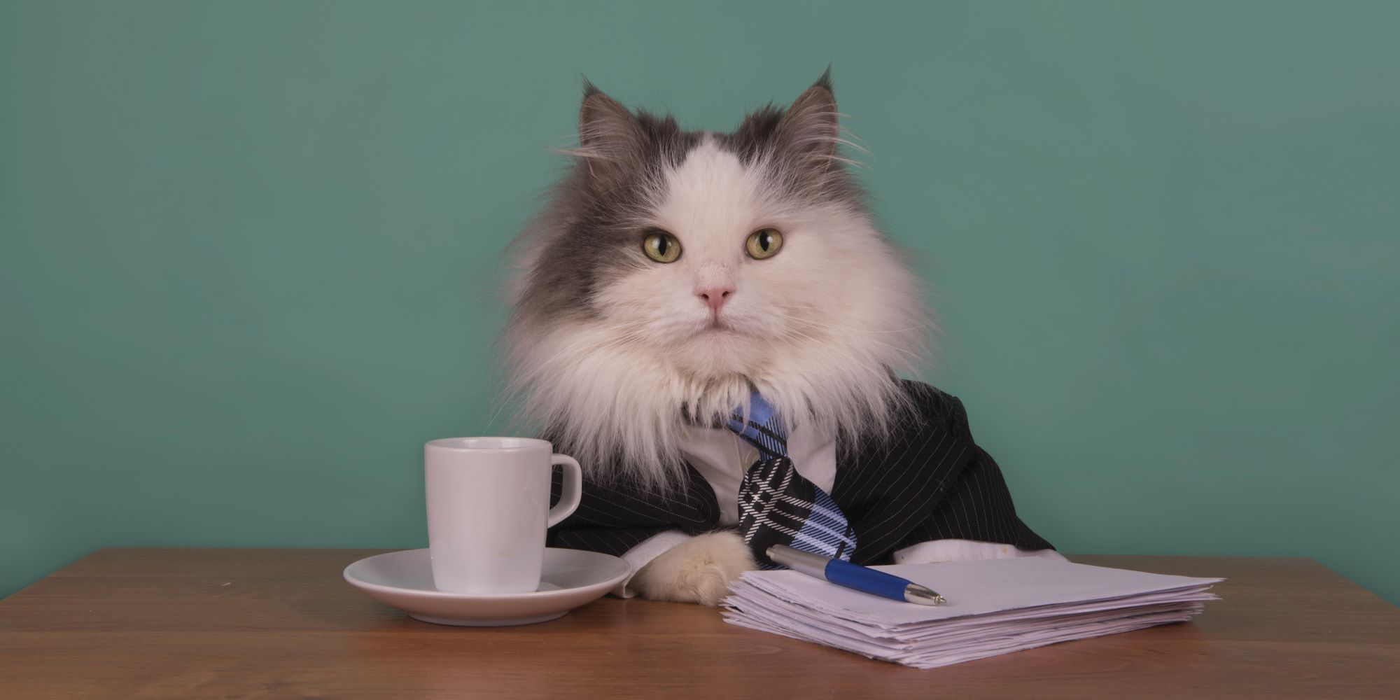 הסבירות למנות חתול לשר החקלאות