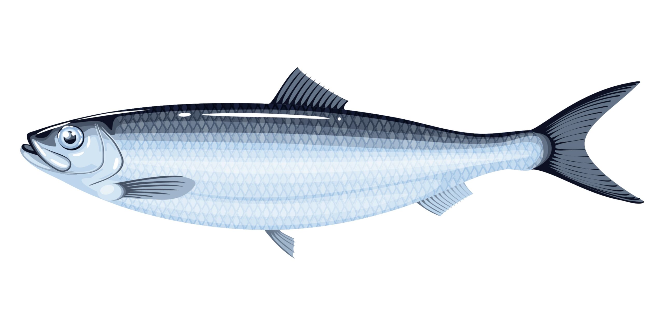 14,13,12,11 – דג מלוח!