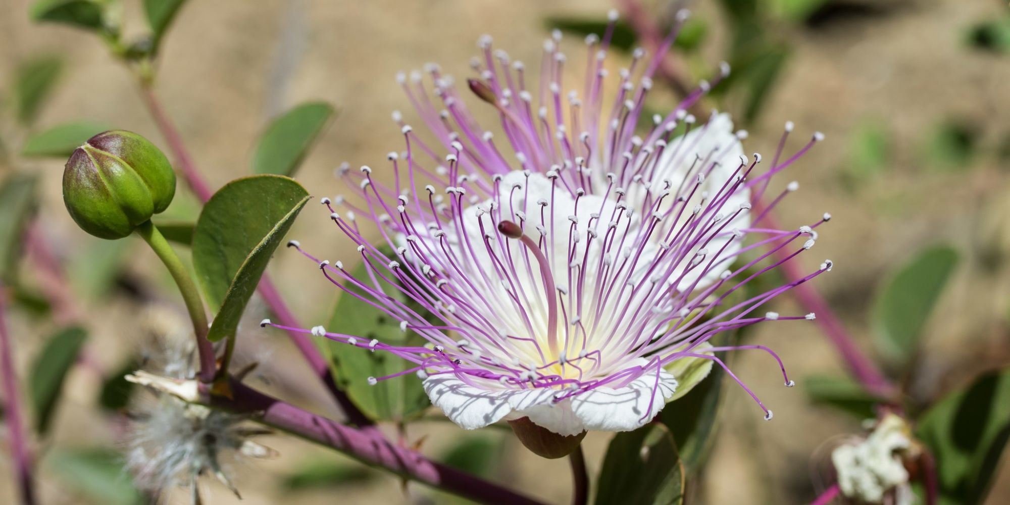 צולפים ובוכים