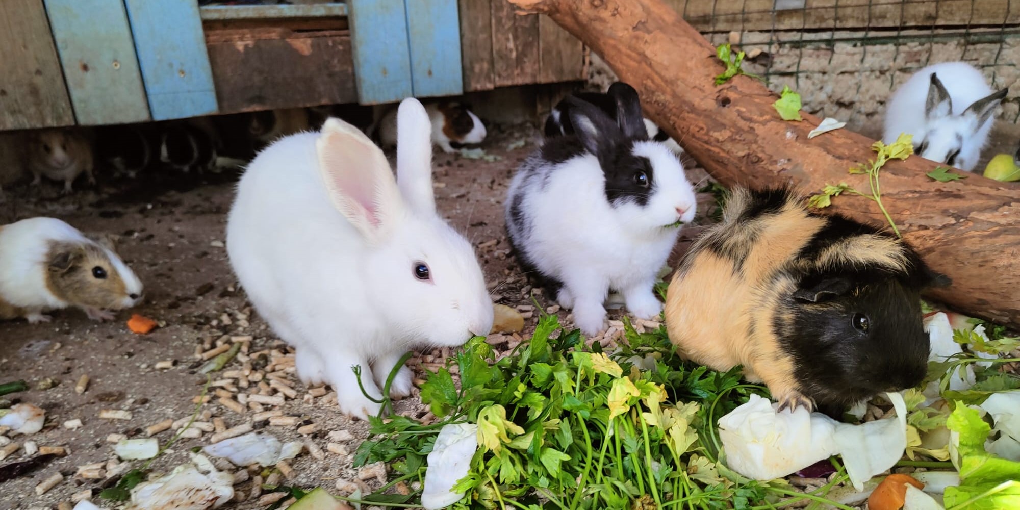 צב שמונה עבר דירה