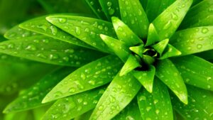 גשם של צמחי מרפא