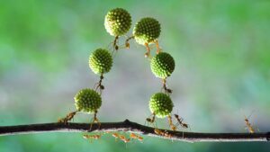 החופש לחרוג