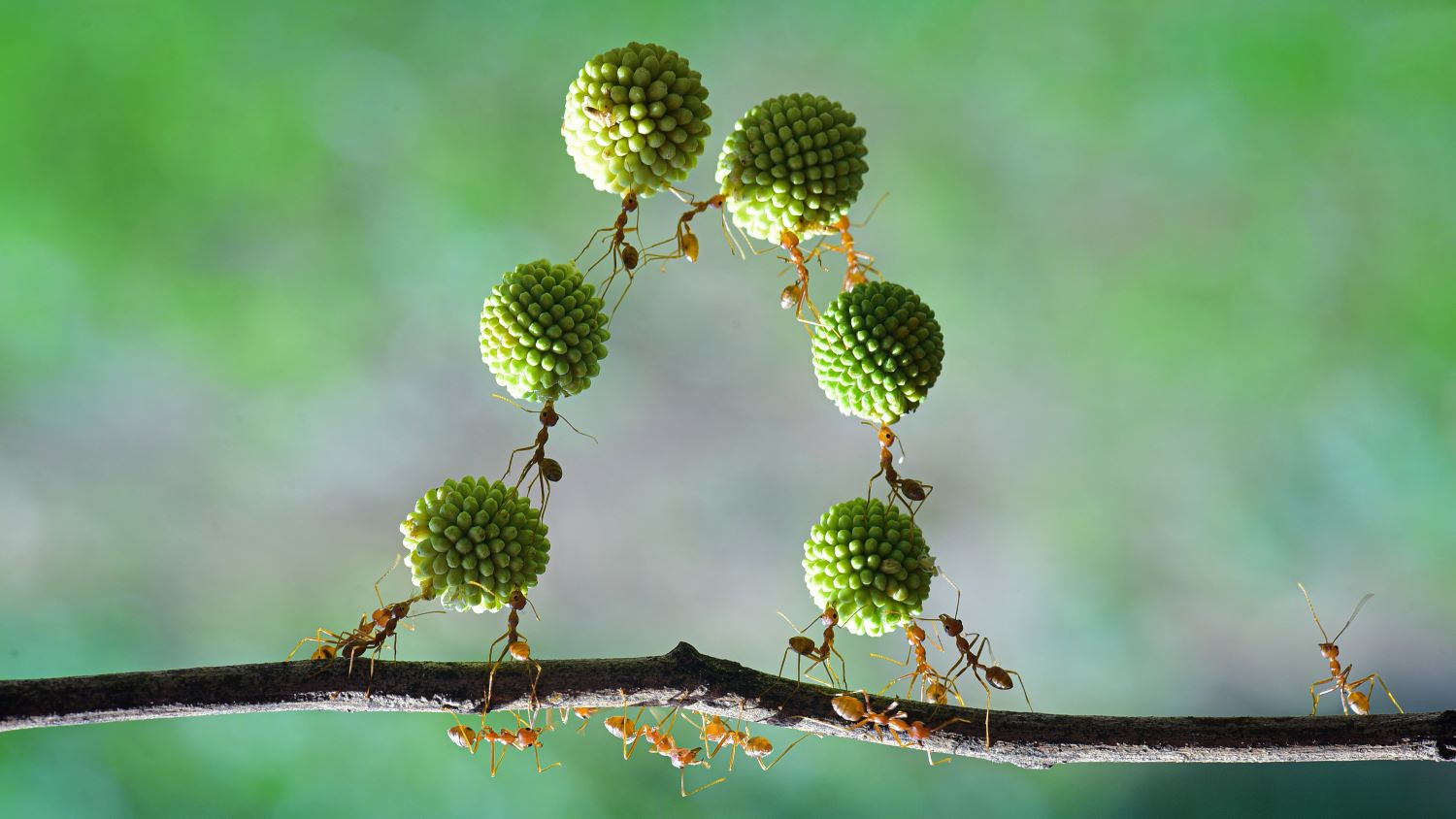 החופש לחרוג