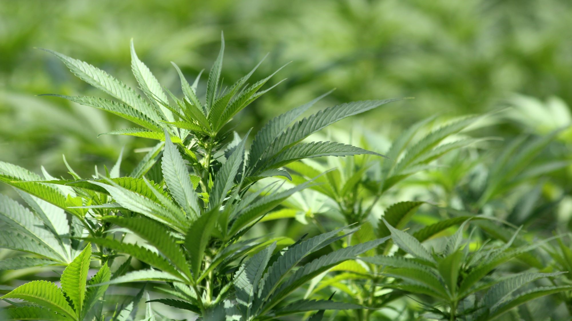 שנת הפשע שלי