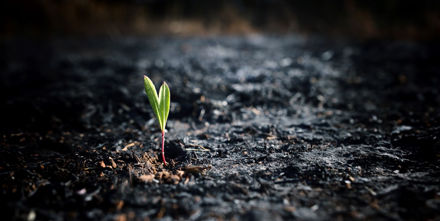 מיומנה של בלתי מפונה