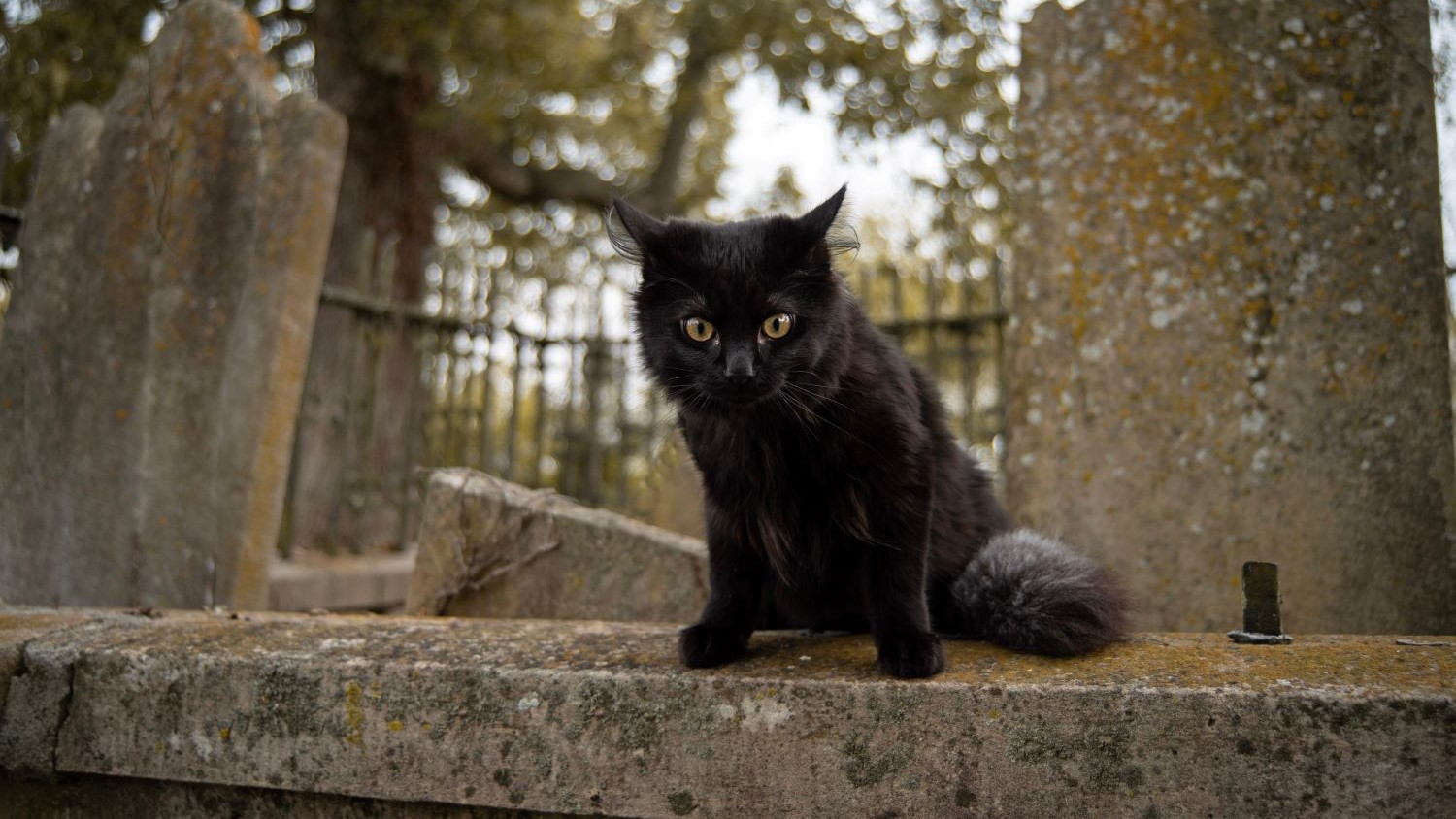 המכשפה בשדה השיפון