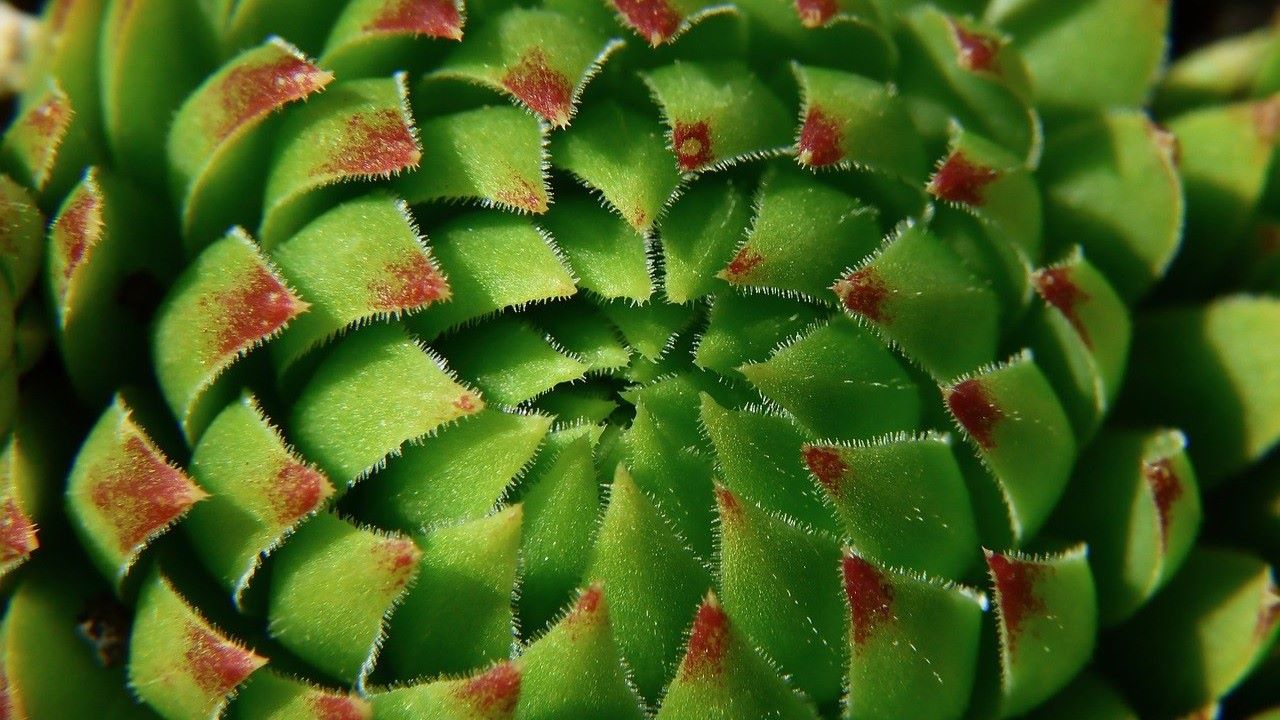 עשבים, לא שוטים