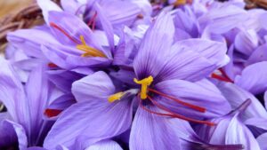 חוטי הזהב של הכרכום