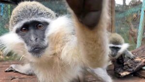 קופים הם לפעמים געגועים לנחת